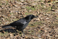 Corvus corone